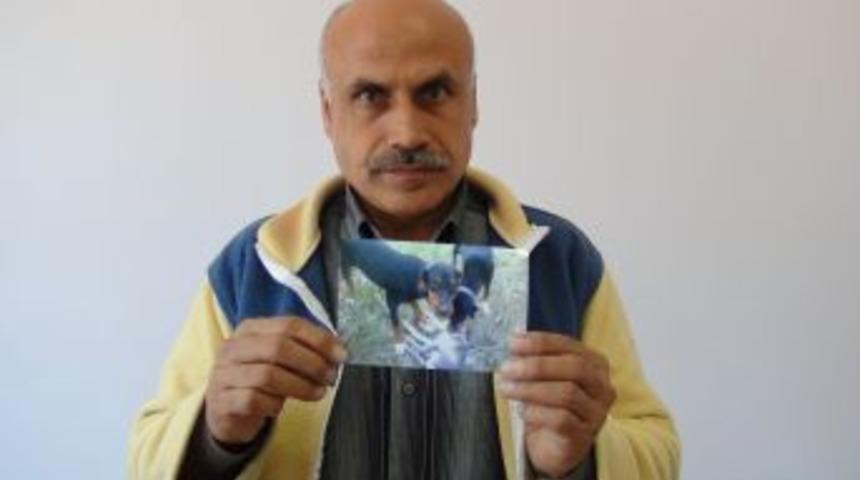 &Ccedil;alınan Av K&ouml;peğini Arıyor