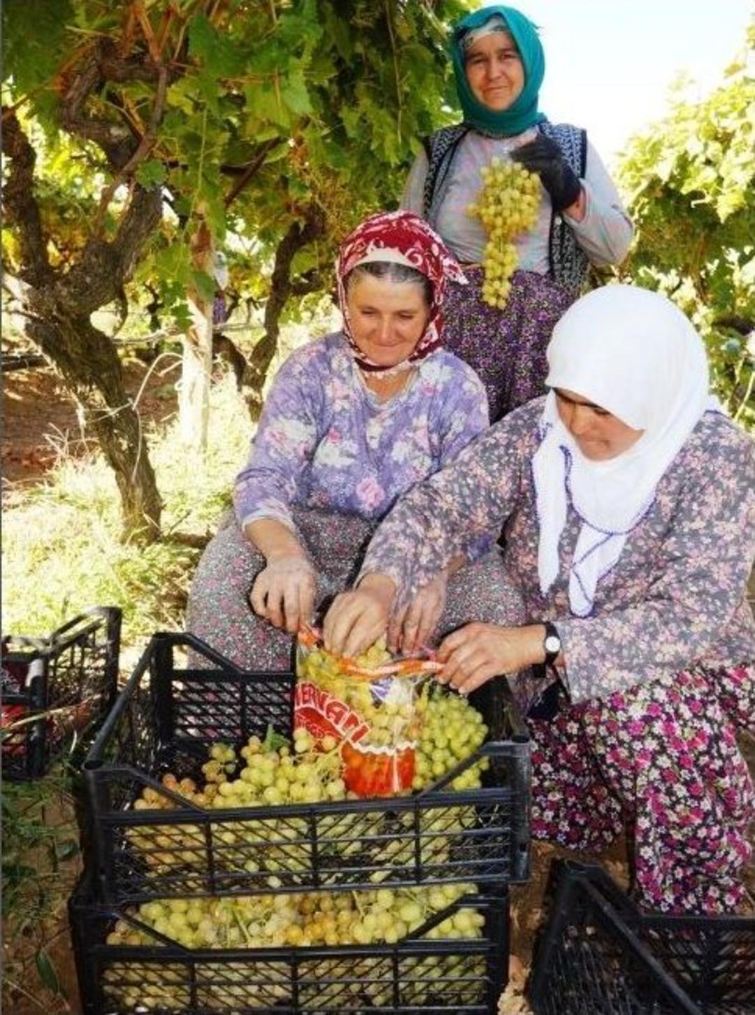 Sarıg&ouml;l Sultaniyesi Artık Şeffaf Poşette