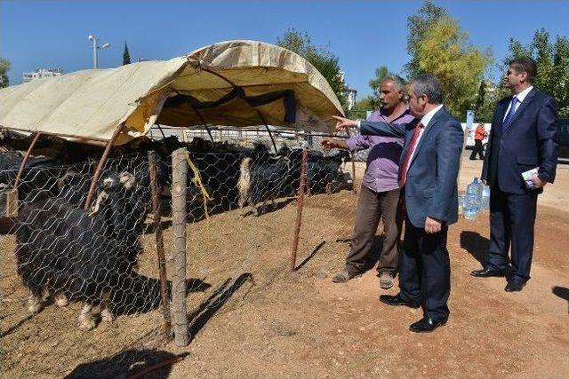 Konyaaltı, Kurban Bayramı’na Hazır