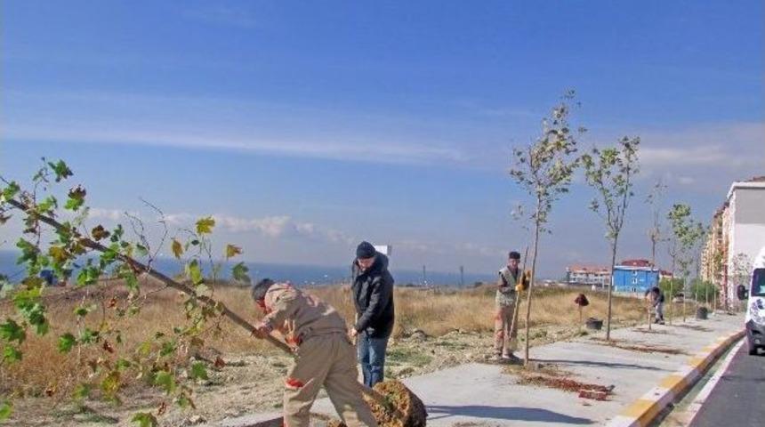 Beylikd&uuml;z&uuml; Yeşilleniyor