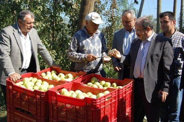 Kayık&ccedil;ılar K&ouml;y&uuml;nde Meyve Hasadı Yapıldı 1