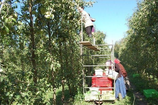 Kayık&ccedil;ılar K&ouml;y&uuml;nde Meyve Hasadı Yapıldı 2