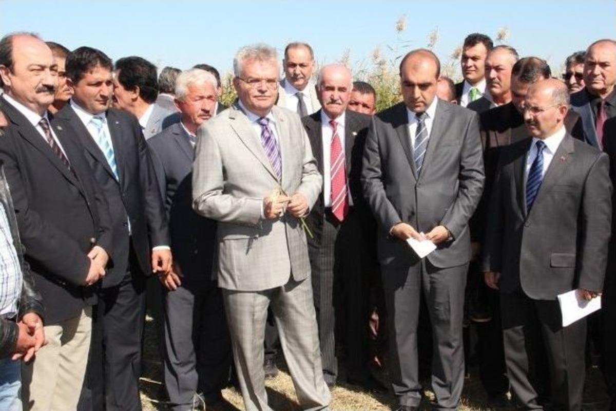 &Ccedil;ankırı'da &Ccedil;eltik Hasadı Başladı