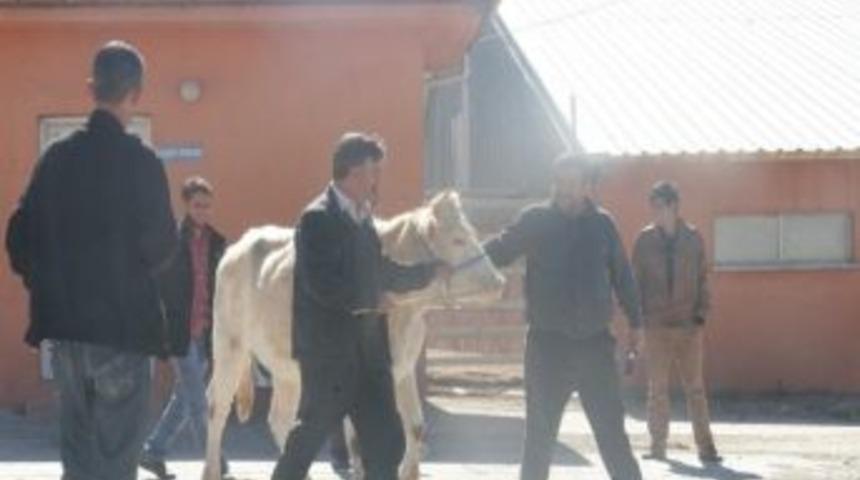 Elazığ Belediyesi Tarafından Kurban Timi Kuruldu