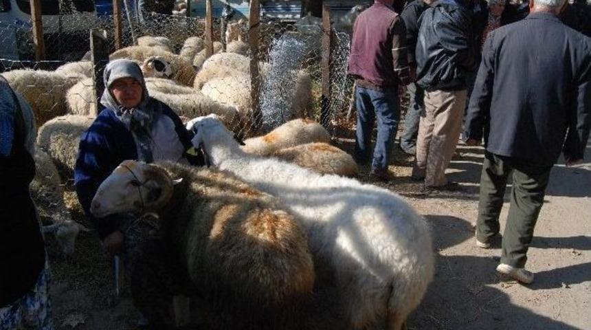 Kurbanlıklar Alıcı Bekliyor