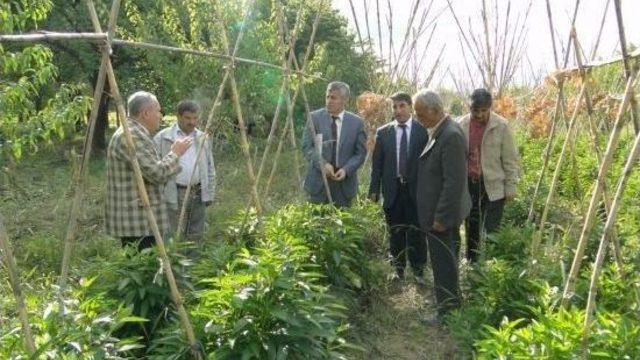 Pepino Ve Brokoli Yetiştiricilğinde Üstün Verim Alındı