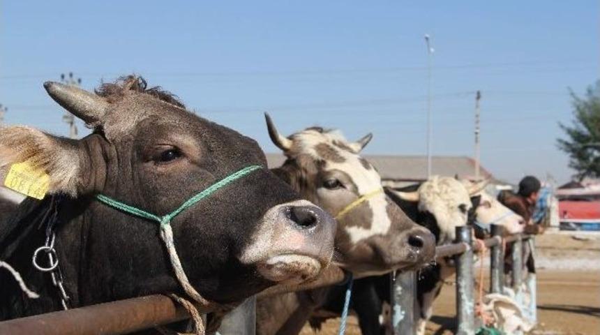 Kurbanlıklar Pazara İndi
