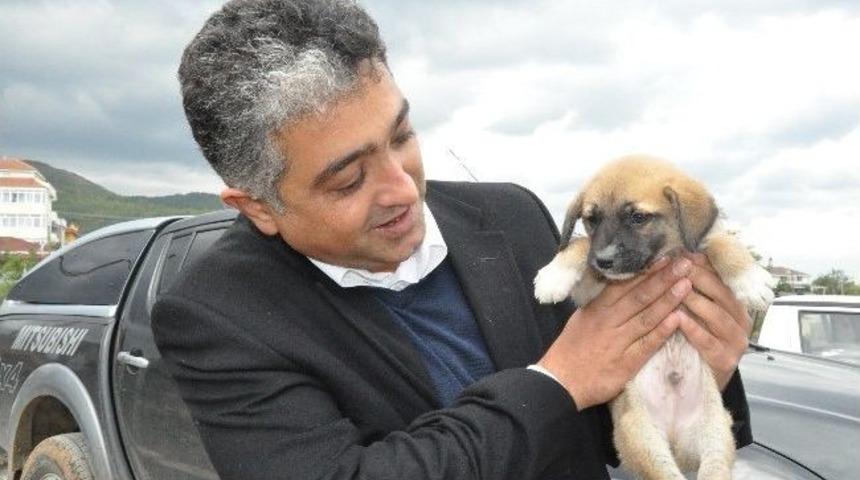 &Ccedil;ınarcık Belediyesi Sokak Hayvanlarına Sahip &Ccedil;ıkıyor