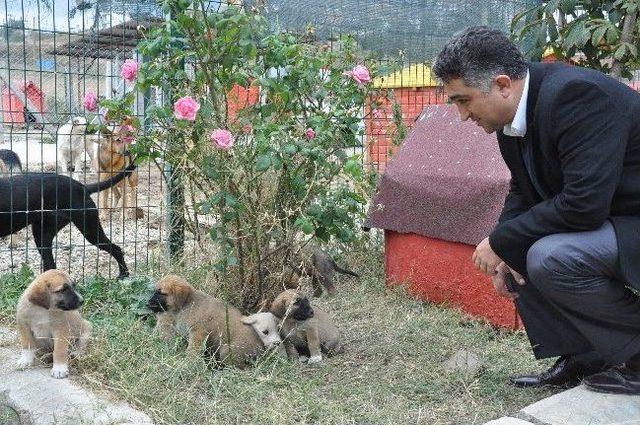 &Ccedil;ınarcık Belediyesi Sokak Hayvanlarına Sahip &Ccedil;ıkıyor 1