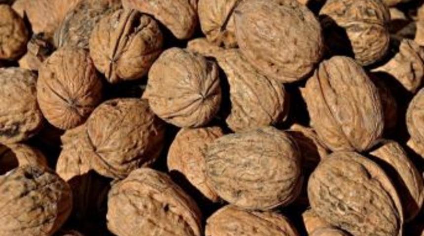 En İyi Cevize En B&uuml;y&uuml;k Hediye