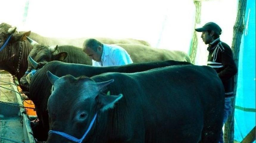 Kurban Pazarında Denetimler Arttı