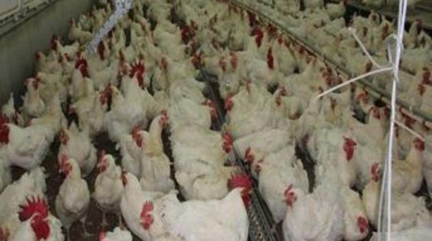 T&uuml;rkiye Yumurta Ve Tavuk &Uuml;retimi Arttı