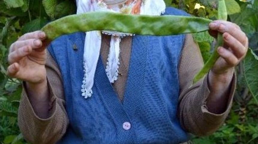 Dev Fasulye Şaşırtıyor