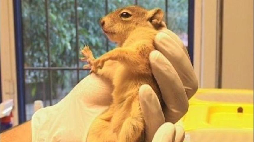 Akciğer Enfeksiyonu Ge&ccedil;iren Minik Sincap Klinikte Tedaviye Alındı