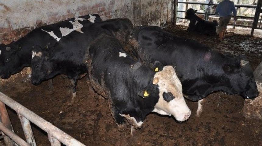 Kırkağa&ccedil;'ta Kurbanlık Danalara İlgi B&uuml;y&uuml;k