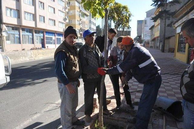 Başkan Vekili Bakıcı Fidan Dikim Yerlerini Belirledi 1