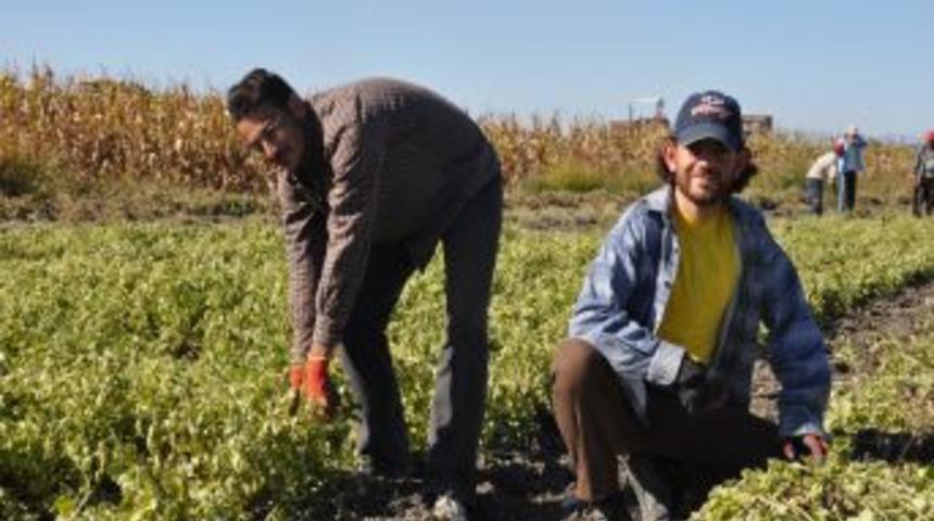 &Uuml;lkesini Terk Eden Suriyeliler Osmaniye'de Tarım Iş&ccedil;iliği Yapıyor