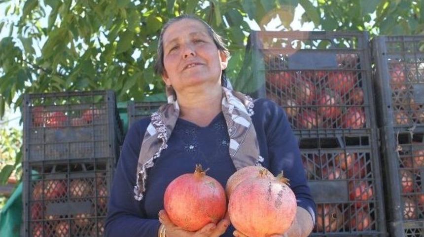 Nar &Uuml;reticisinde Hayal Kırıklığı