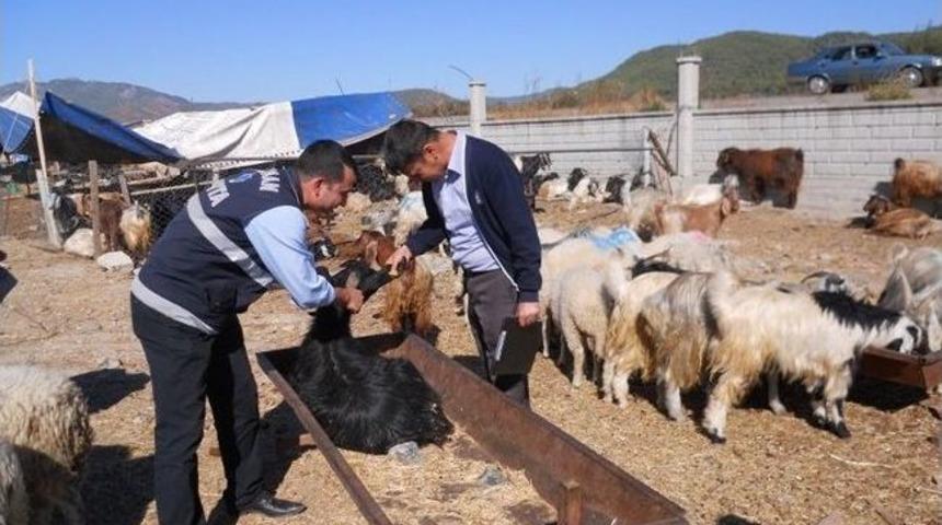 Kurbanlıklar Denetleniyor