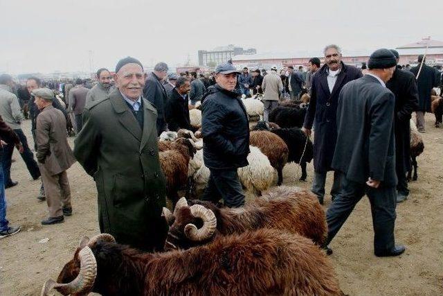 Iğdır da Canlı Hayvan Pazarında Kurban Hareketliliği 1