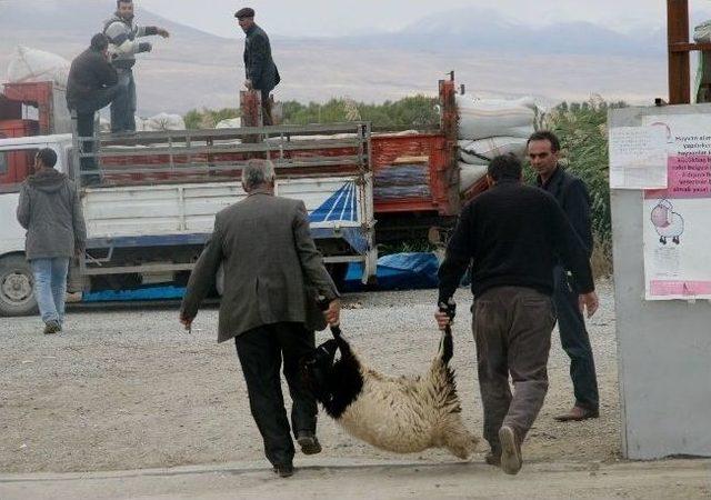 Iğdır da Canlı Hayvan Pazarında Kurban Hareketliliği 2