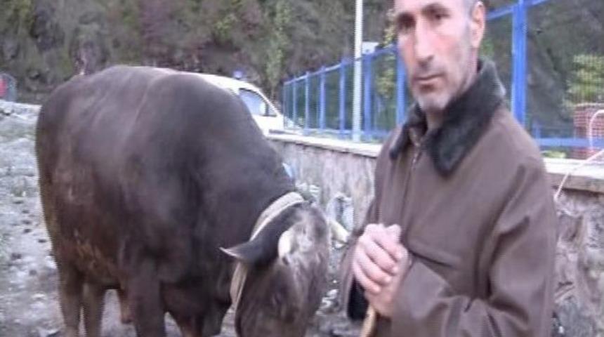 Artvin&rsquo;in En Pahalı Kurbanlığı &ldquo;kamber&rdquo; Pazara &Ccedil;ıktı