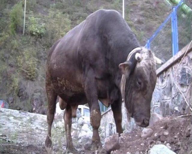 Artvin&rsquo;in En Pahalı Kurbanlığı &ldquo;kamber&rdquo; Pazara &Ccedil;ıktı 2
