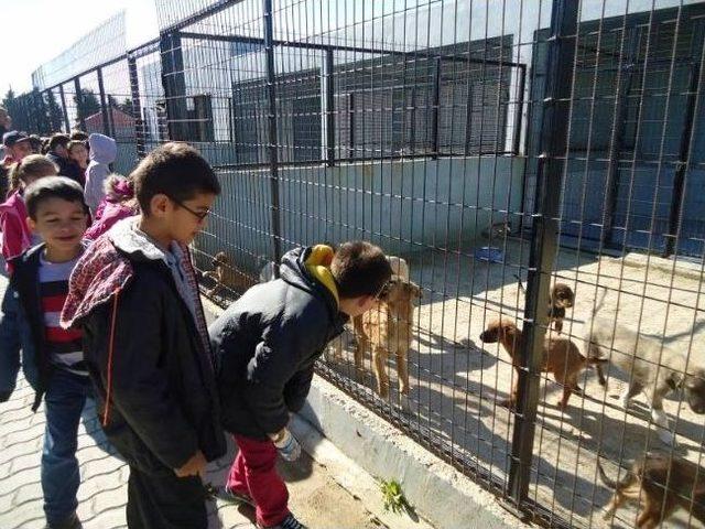 Öğrencilerden Hayvan Barınağına Ziyaret