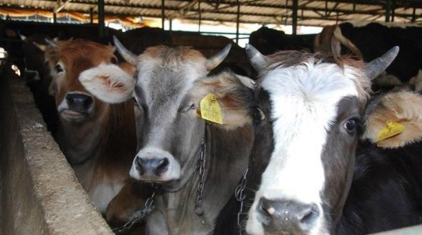 Belediyeden Boğa Yakalama Timi