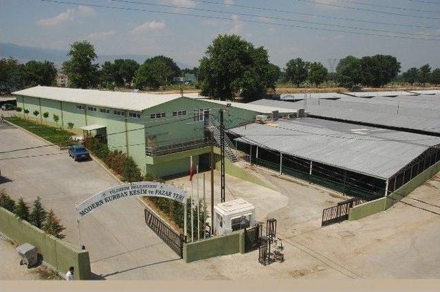 Belediyeden Boğa Yakalama Timi 1