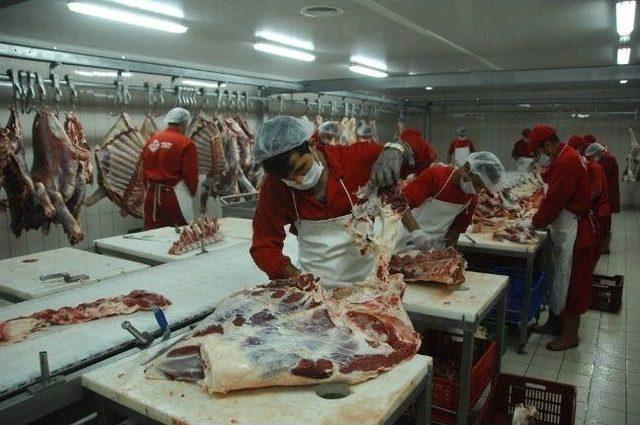 Belediyeden Boğa Yakalama Timi 2