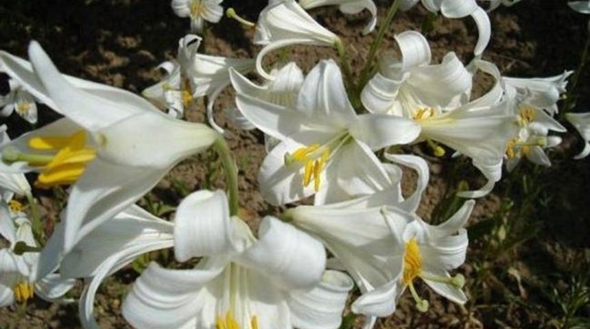 Ege Kumsallarının İncisi Solmasın!