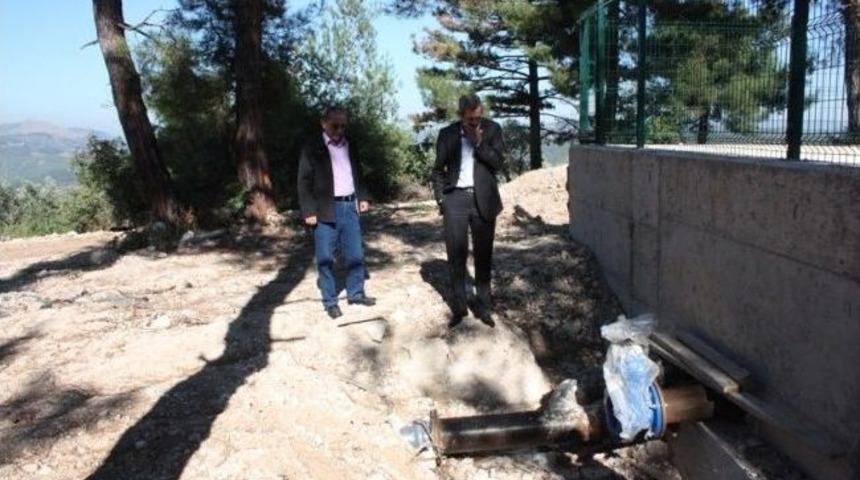 Siyah İncire Sulama Dopingi