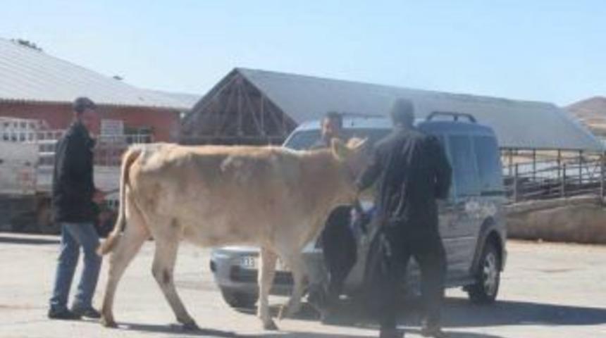 Belediye Kurban Timi Oluşturdu