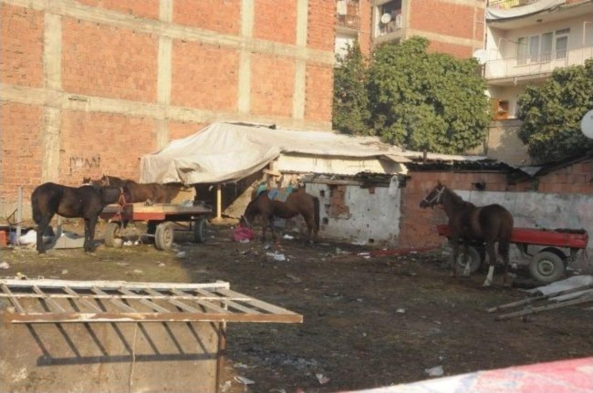 Bursa'da At Operasyonunda Sıcak Saatler Yaşandı