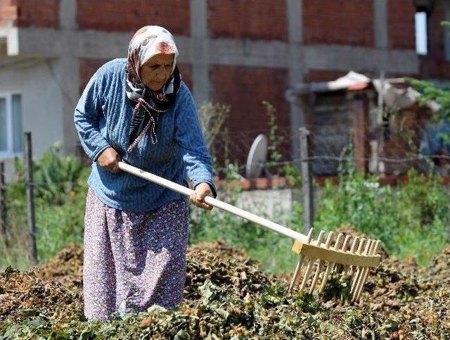 Desteklenmeyen Fındık Üretici Kalmadı