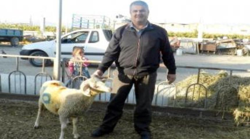 Kurbanlık Alacaklara Uyarılar!