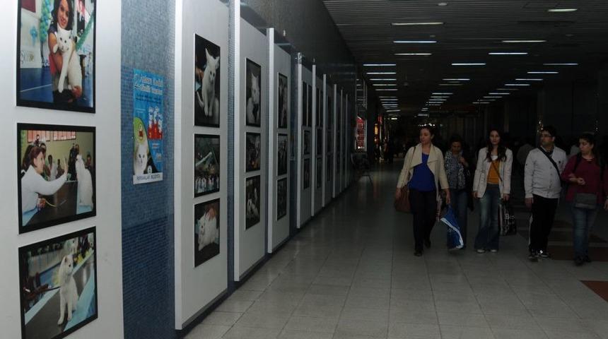 Metroda Ankara Kedisi Sergisi