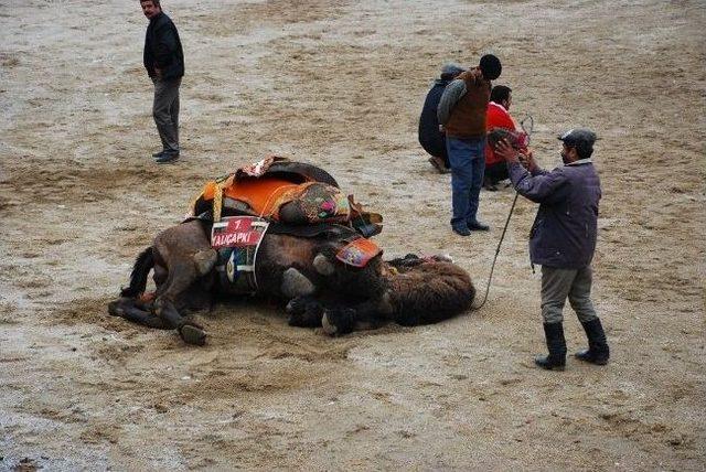 Ünlü Develer Milas’ta Güreşecek