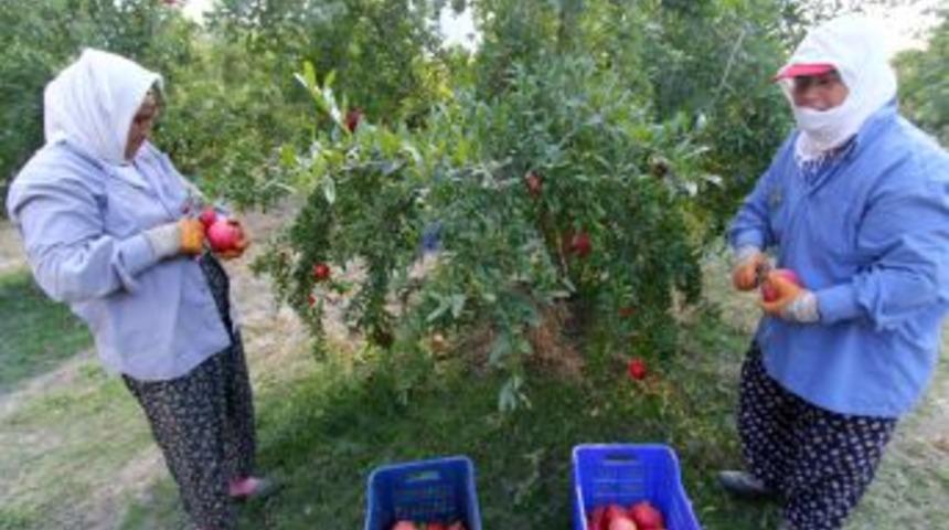 &Ccedil;ift&ccedil;iler, Nar Fiyatının D&uuml;ş&uuml;kl&uuml;ğ&uuml;nden Dertli