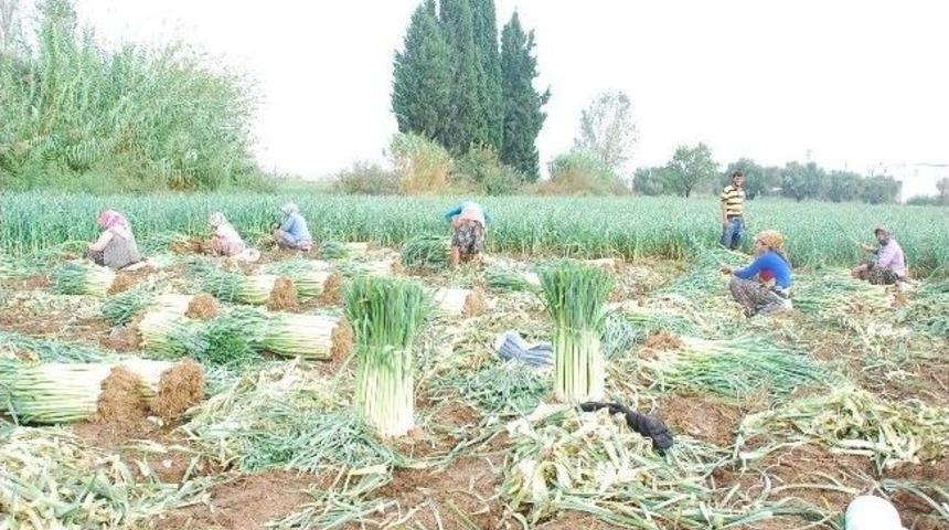 &Ccedil;ıft&ccedil;ı Ilk Hasadı Pırasa Ile Ger&ccedil;ekleştırdı
