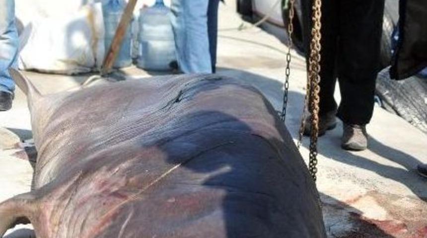 Balık&ccedil;ı Ağına 1.5 Tonluk Jaws Takıldı