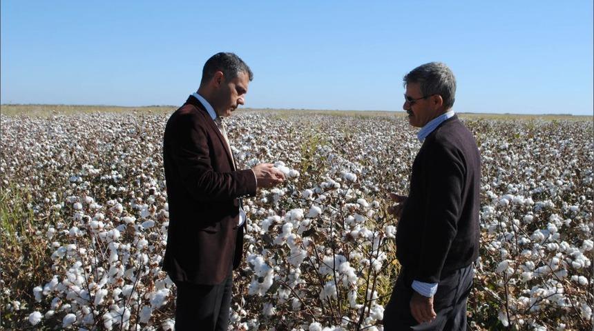 Silifke&rsquo;de Pamuk Hasadı Başladı