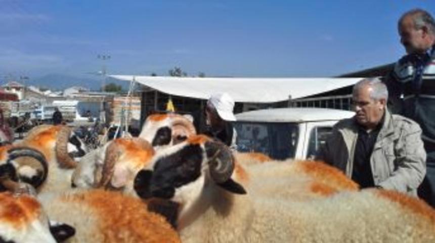 Havran Hayvan Pazarı Kurbanlık Alıcılarını Bekliyor