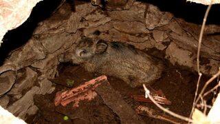 Foseptik Çukuruna Düşen Yaban Domuzu Yavrusu Kurtarıldı