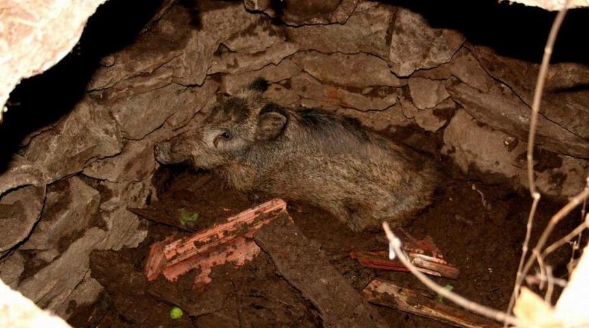 Foseptik Çukuruna Düşen Yaban Domuzu Yavrusu Kurtarıldı