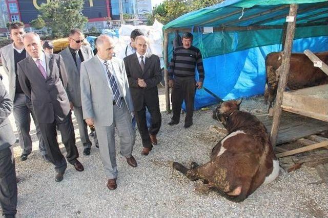 Vali Karahan Hayvan Pazarında İncelemelerde Bulundu