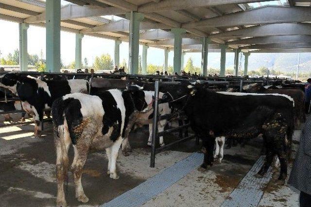 Akşehir’de Bölgenin En Büyük Hayvan Pazarı Hizmete Başladı 1