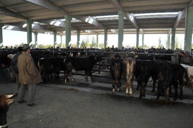 Akşehir’de Bölgenin En Büyük Hayvan Pazarı Hizmete Başladı 3