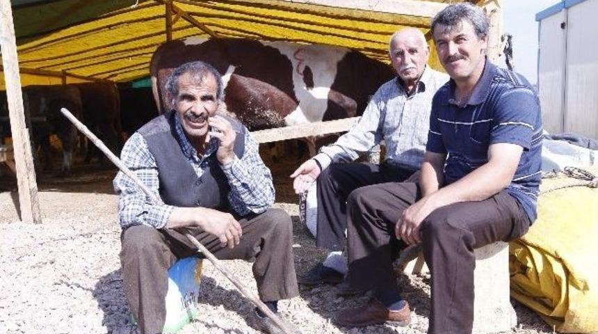 Kurban Pazarı Gebzelilerin Hizmetinde